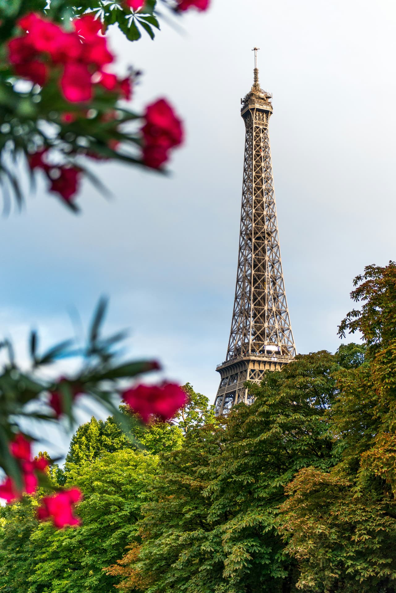 Eiffeltårnet i Paris sett gjennom blomstrende trær